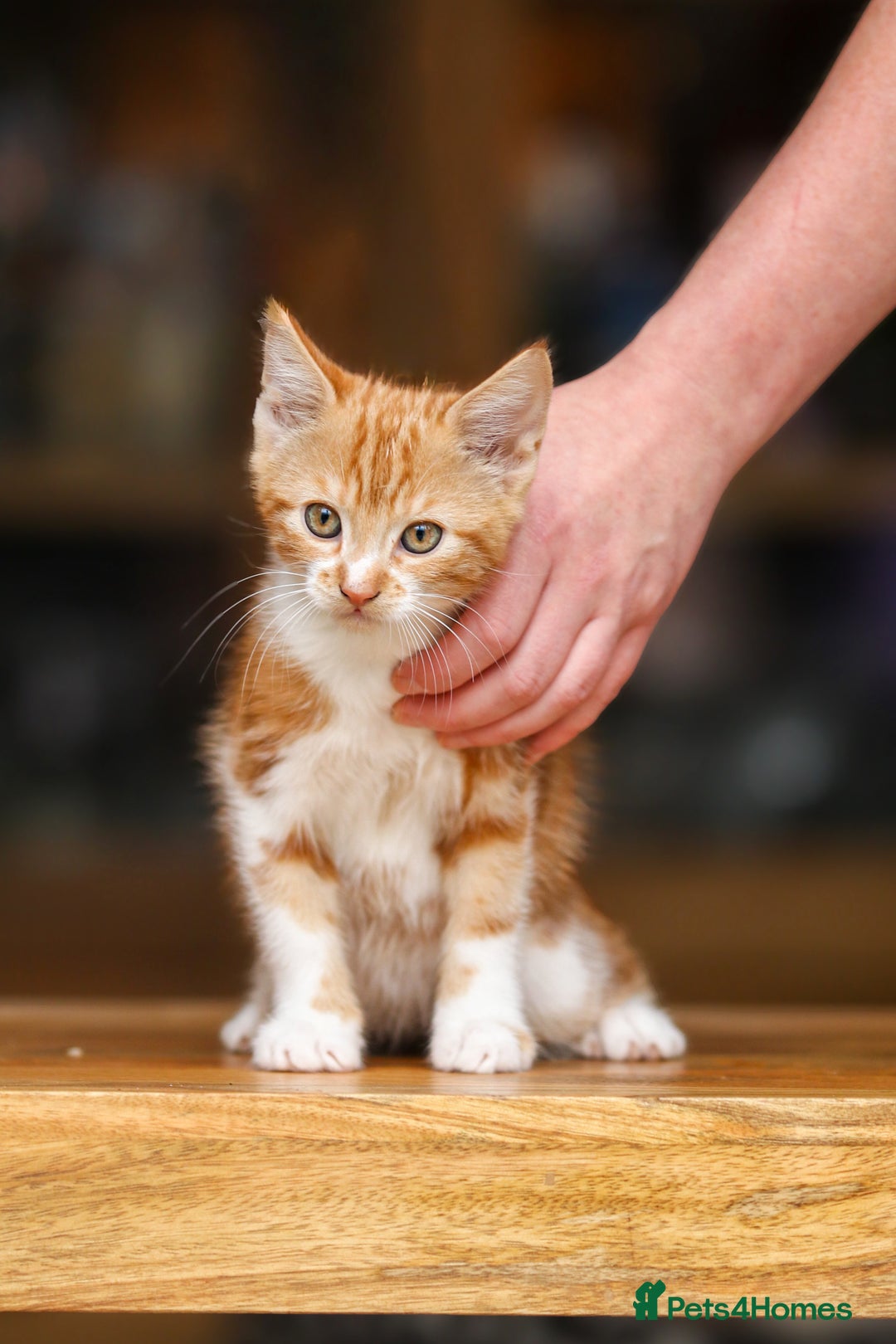 Maine Coon cats for sale: Beautiful Maine Coon X Kittens - Image 21