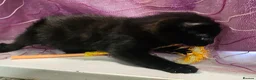 Mixed Breed cats for sale: A beautiful litter of 4 kittens - Advert 33