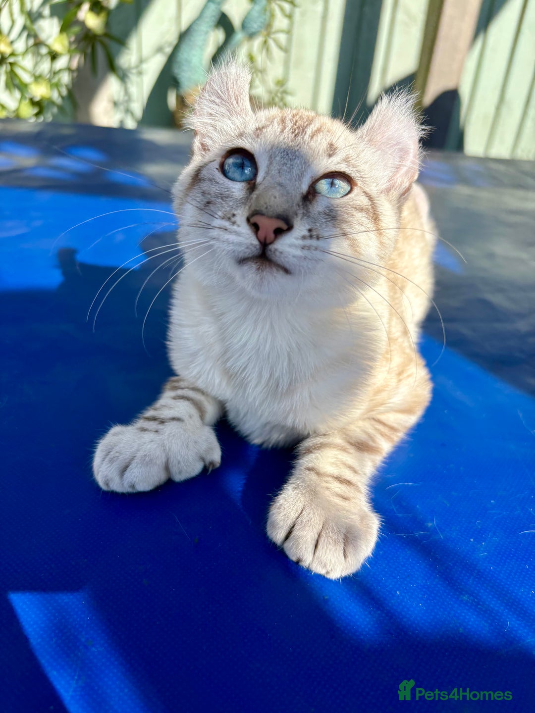 Keetso cats for sale: Breath taking polydactyl curled eared girl  - Image 21