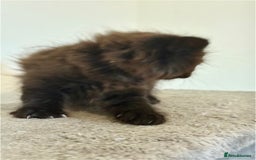 British Longhair cats for sale:  British longhair kittens 3 male 1 female  - Image 24