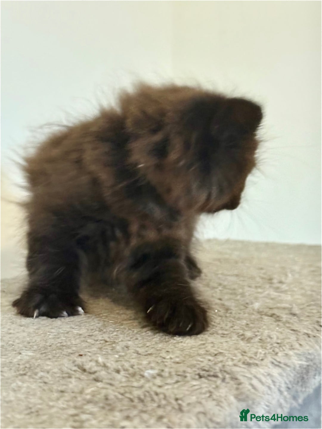British Longhair cats for sale:  British longhair kittens 3 male 1 female  - Image 24