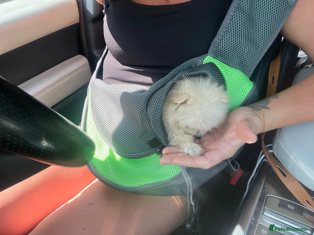 Pomeranian dogs for sale:  **  Pomeranian puppy in Swanley - Advert 22