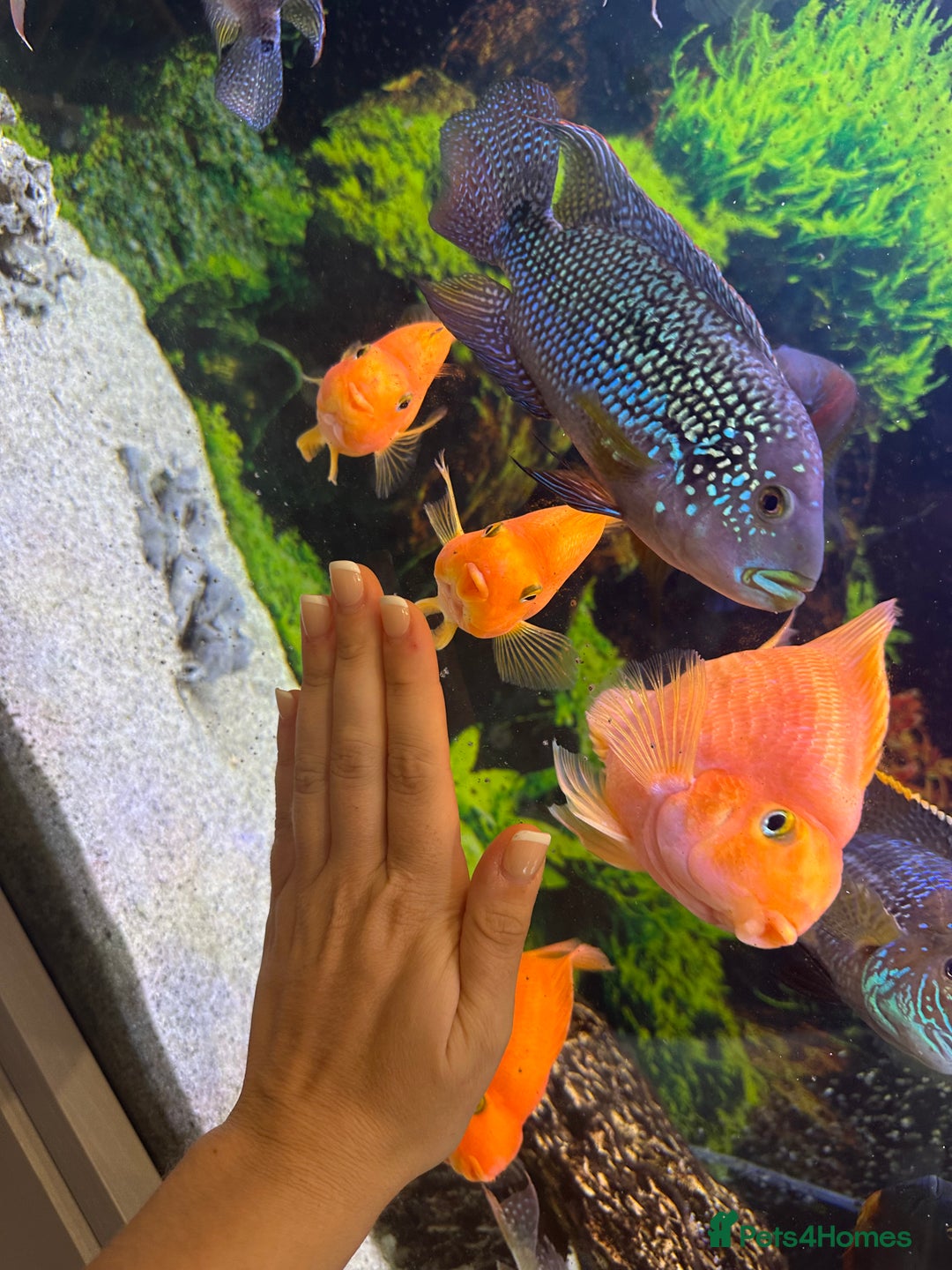 Cichlids fish for sale: Tropical fish  - Image 13