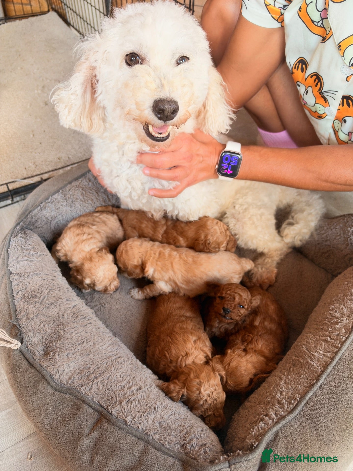 Poochon dogs Beautiful puppies  - Advert 7