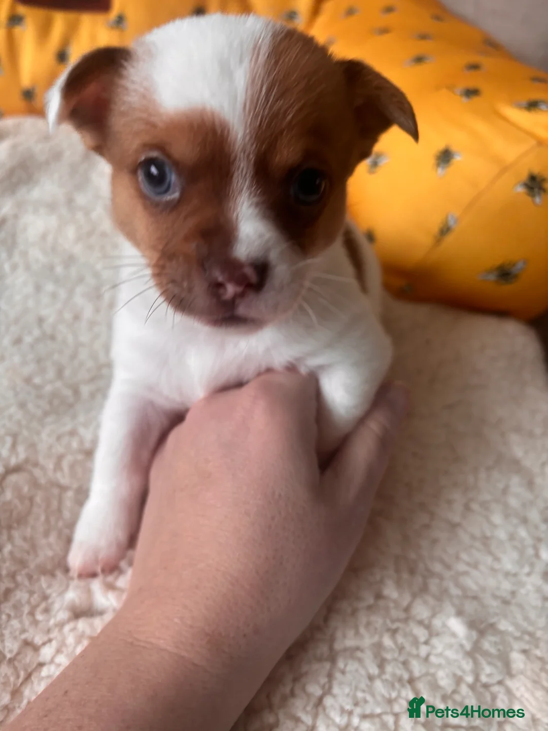Mixed Breed dogs for sale: 5 beautiful Jackchi boys  - Advert 11