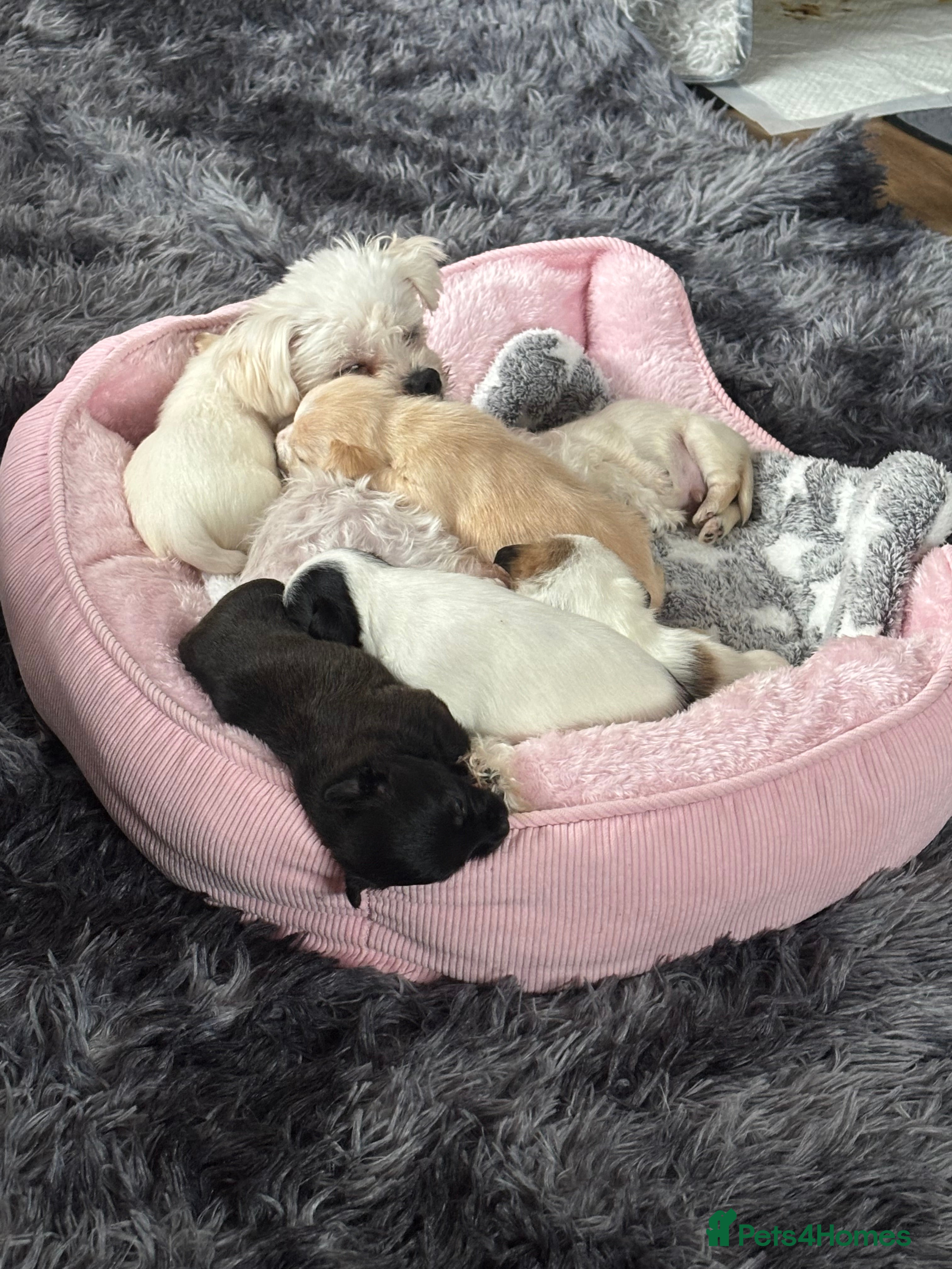 Mixed Breed dogs Maltijack - Advert 12