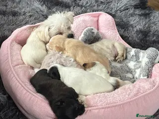 Mixed Breed dogs Maltijack - Advert 12