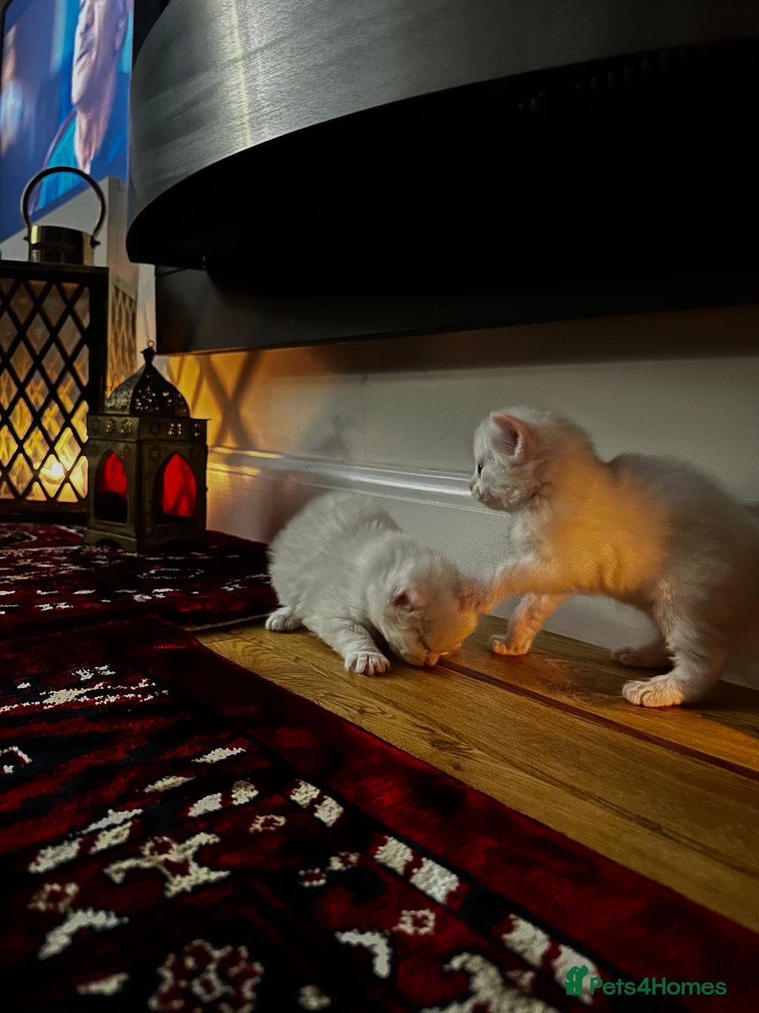 Siamese cats for sale: Siamese x russian blue kittens - Advert 9