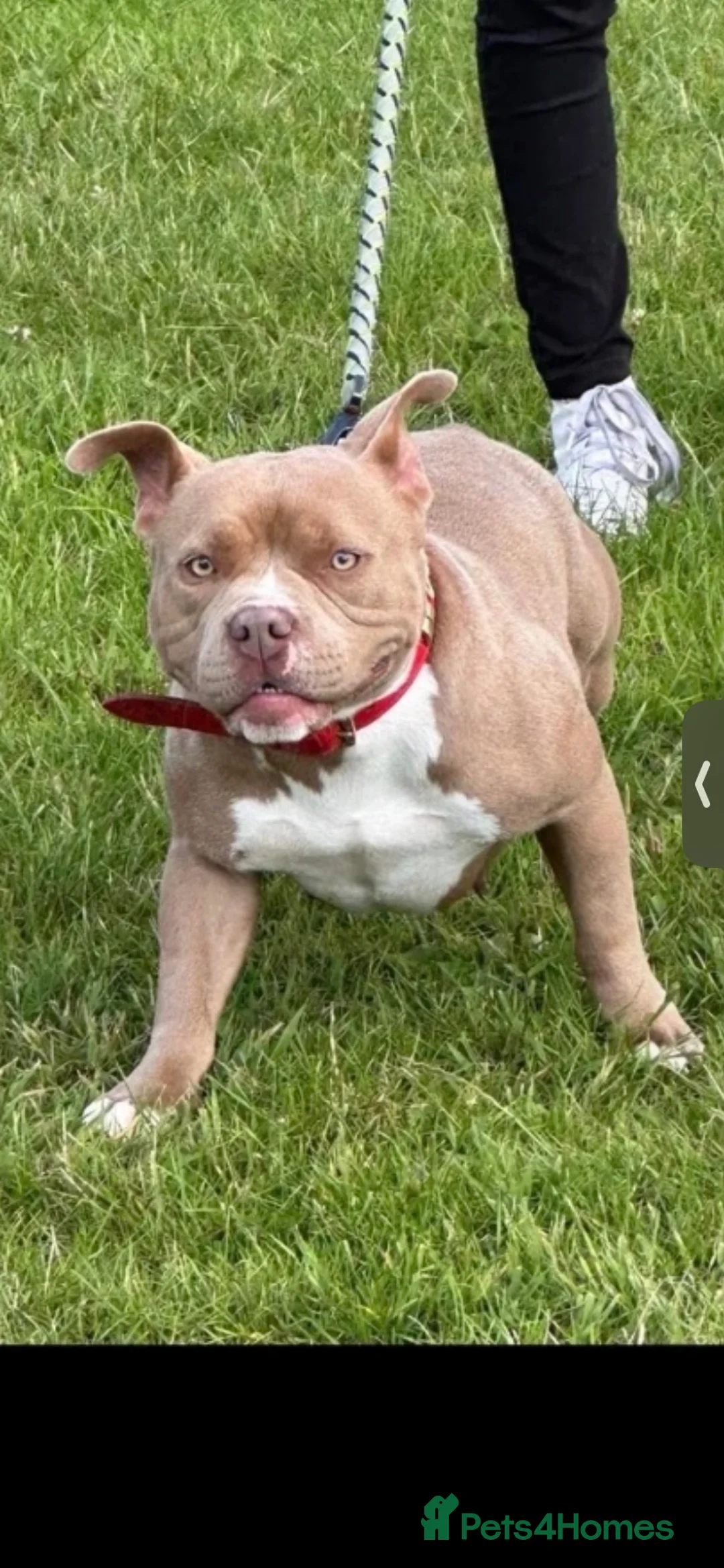 American Bully dogs for sale: Beautifull pocket bully  - Advert 1