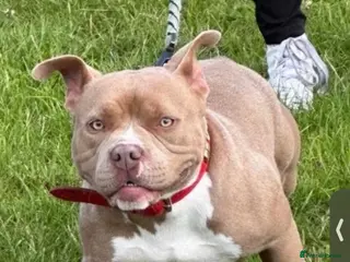 American Bully dogs Beautifull pocket bully - Advert 6