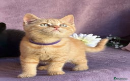 British Shorthair cats for sale: BSH adorable red tabby/ chocolate/ bicolour  - Image 4