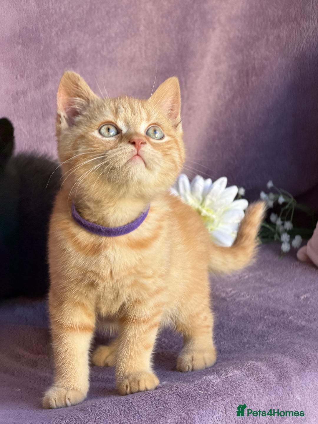 British Shorthair cats for sale: BSH adorable red tabby/ chocolate/ bicolour  - Image 4