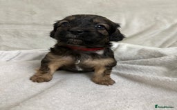 Mixed Breed dogs for sale: Adorable Cockerchons Fluffy, Low-Shed Wonders! - Image 15