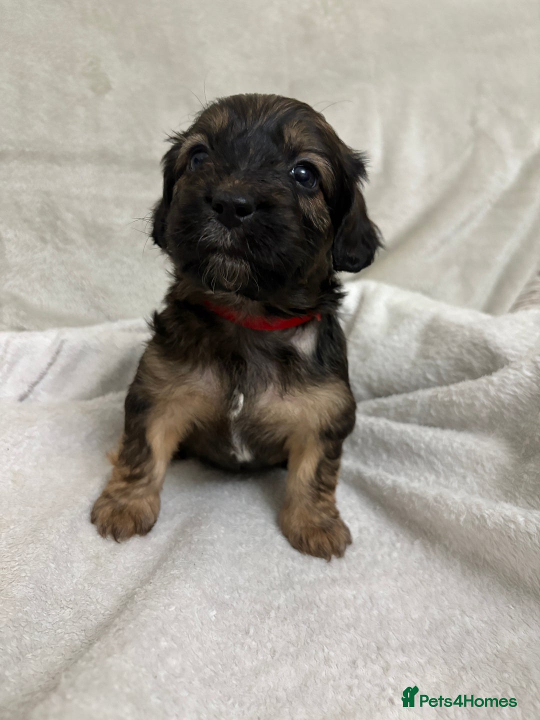 Mixed Breed dogs for sale: Adorable Cockerchons Fluffy, Low-Shed Wonders! - Image 15