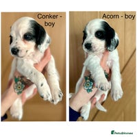 Cocker Spaniel dogs - Advert 3