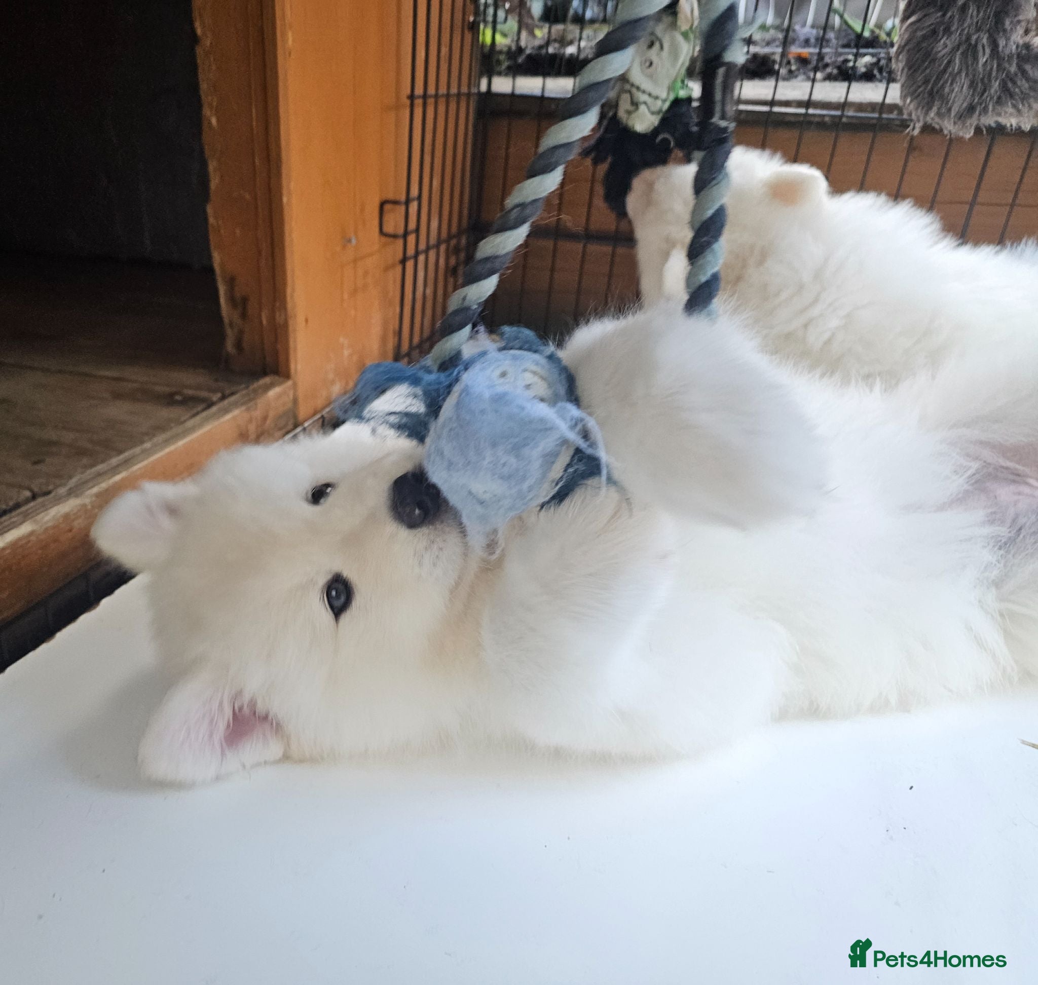 Samoyed dogs 🩷💙Samoyed puppies, 1 girl left 🩷💙 - Advert 1
