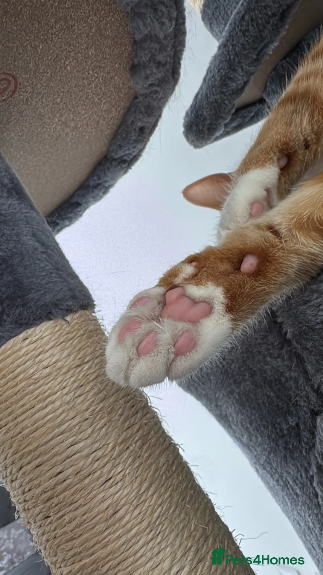 Mixed Breed cats for sale: Marla cat she’s 3 not 2 I can’t change  - Advert 36