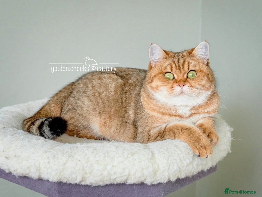 Scottish Fold cats for sale: Show Quality Scottish Kittens - Advert 15