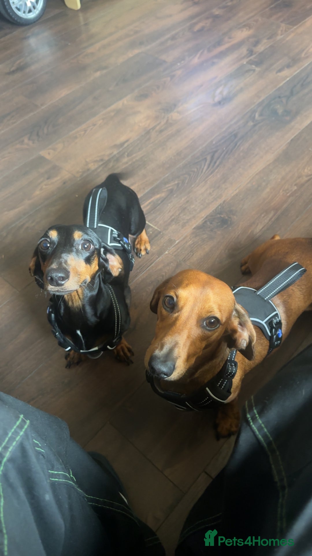 Dachshund dogs for sale: Dachshund pups  - Image 6