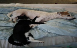 Mixed Breed cats for sale: Kittens for sale - Image 9