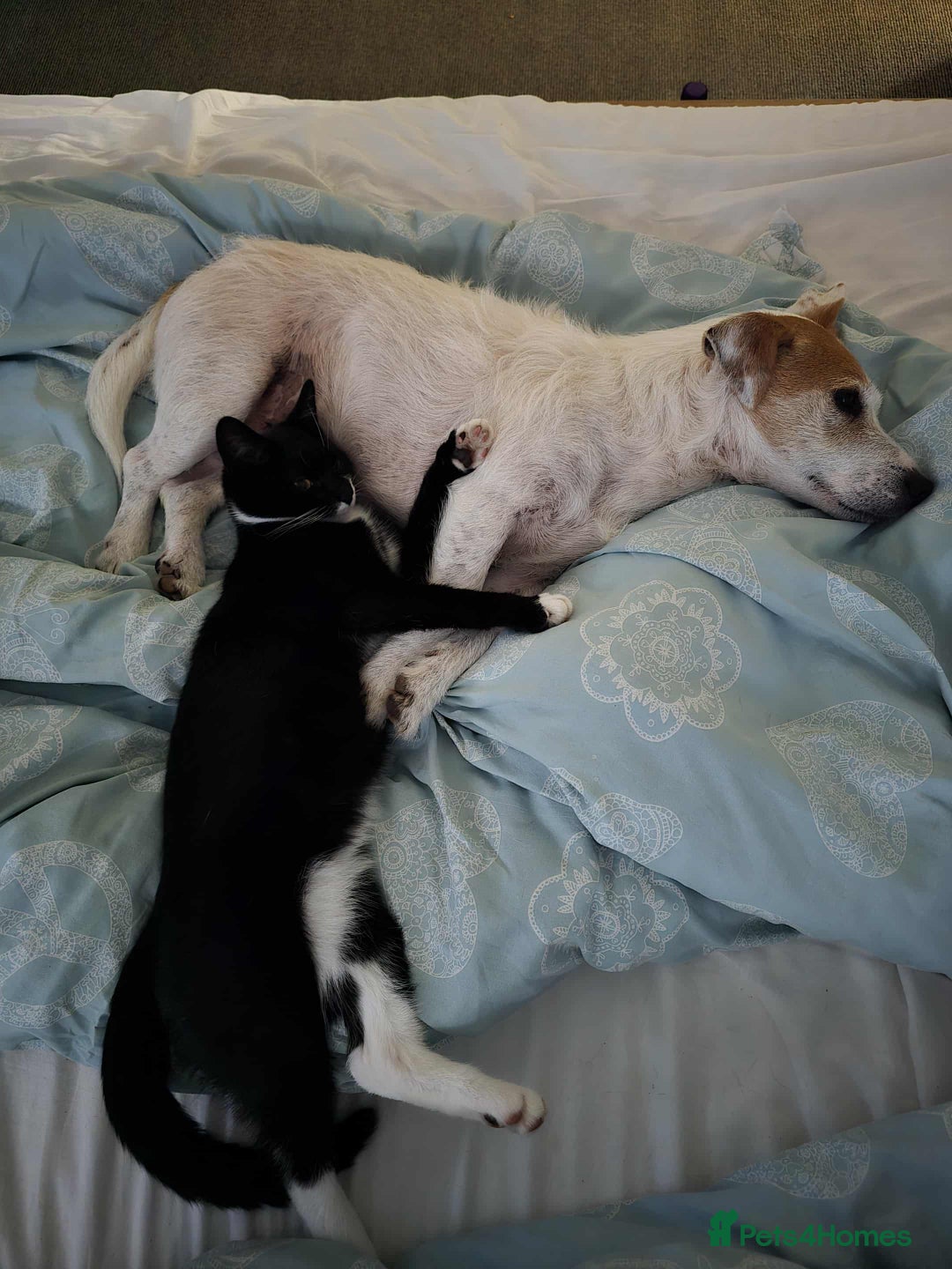Mixed Breed cats for sale: Kittens for sale - Image 9
