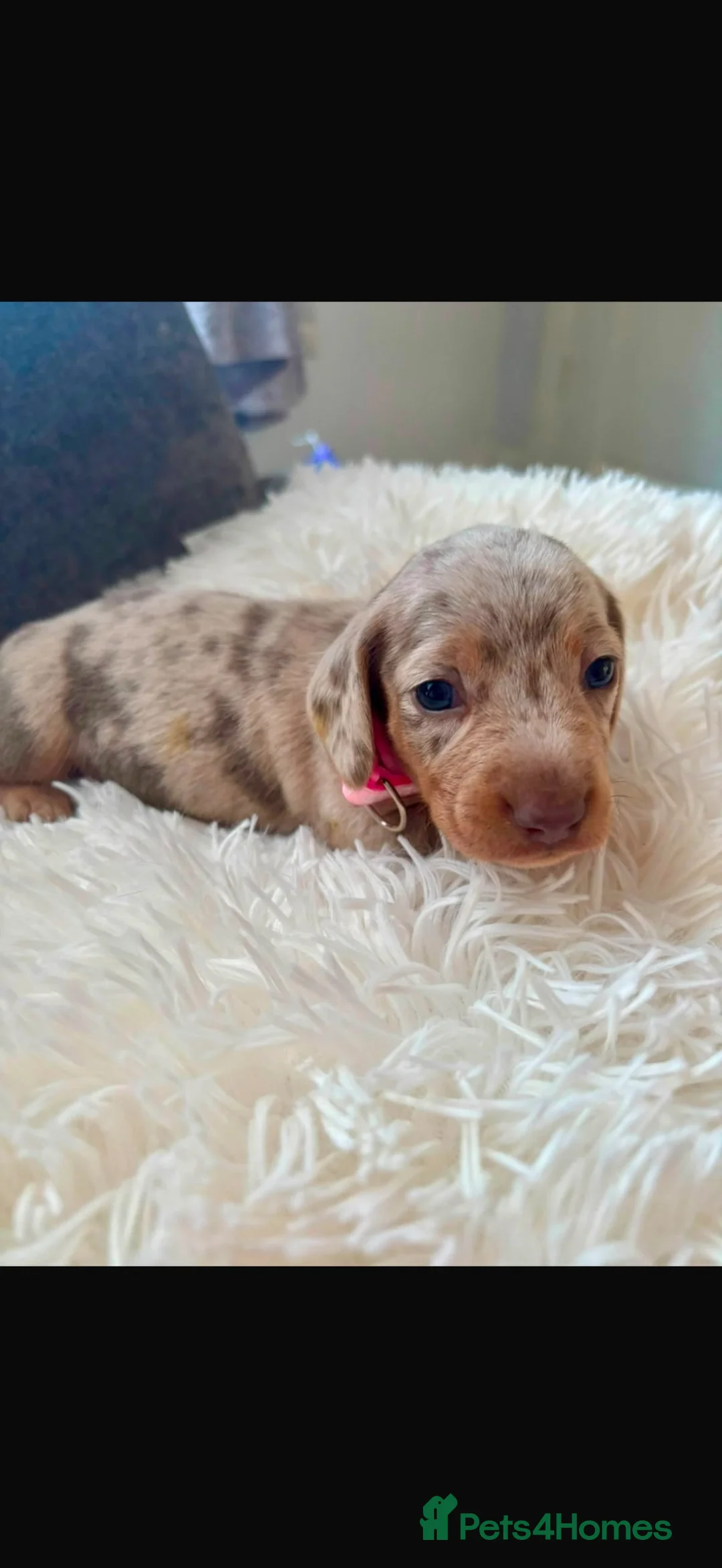 Miniature Dachshund dogs for sale: Outstanding dapple tan minature dashund puppies - Advert 1