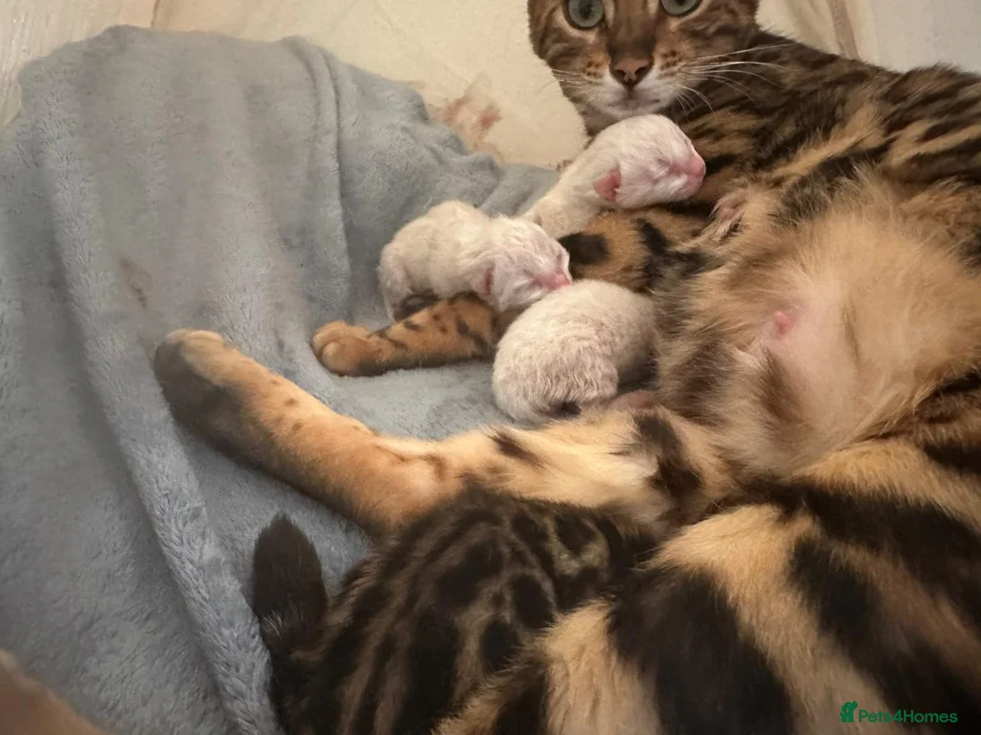 Bengal cats for sale: Beautiful Bengal babies  - Advert 2