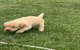 Labrador Retriever dogs for sale: Labrador puppies - Image 17