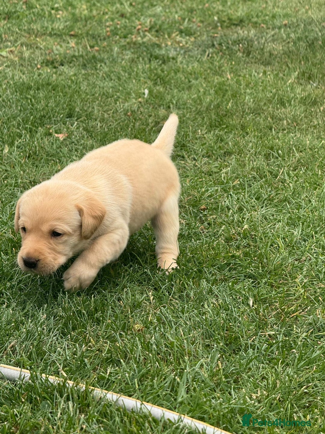 Labrador Retriever dogs for sale: Labrador puppies - Image 17