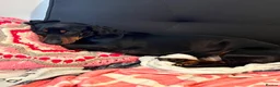Dachshund dogs for sale: Adult Dachshund female  - Advert 10