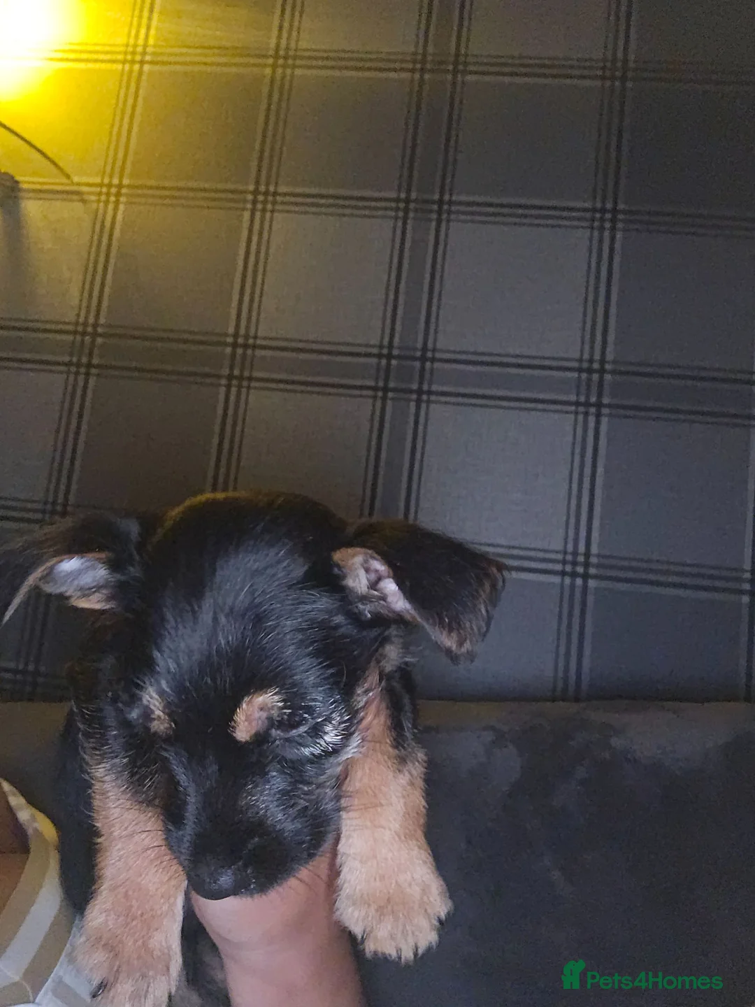 Mixed Breed dogs for sale: Jack Russell Cross  in Bradford - Advert 7