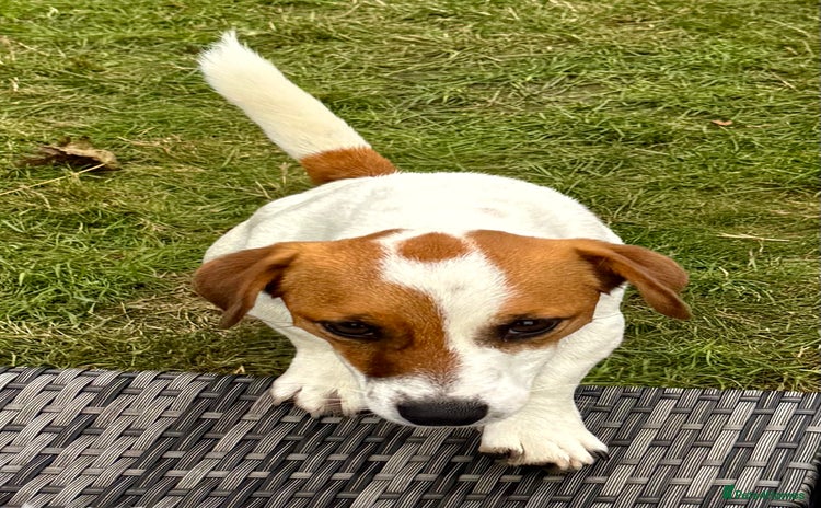 Jack Russell dogs - Advert 4