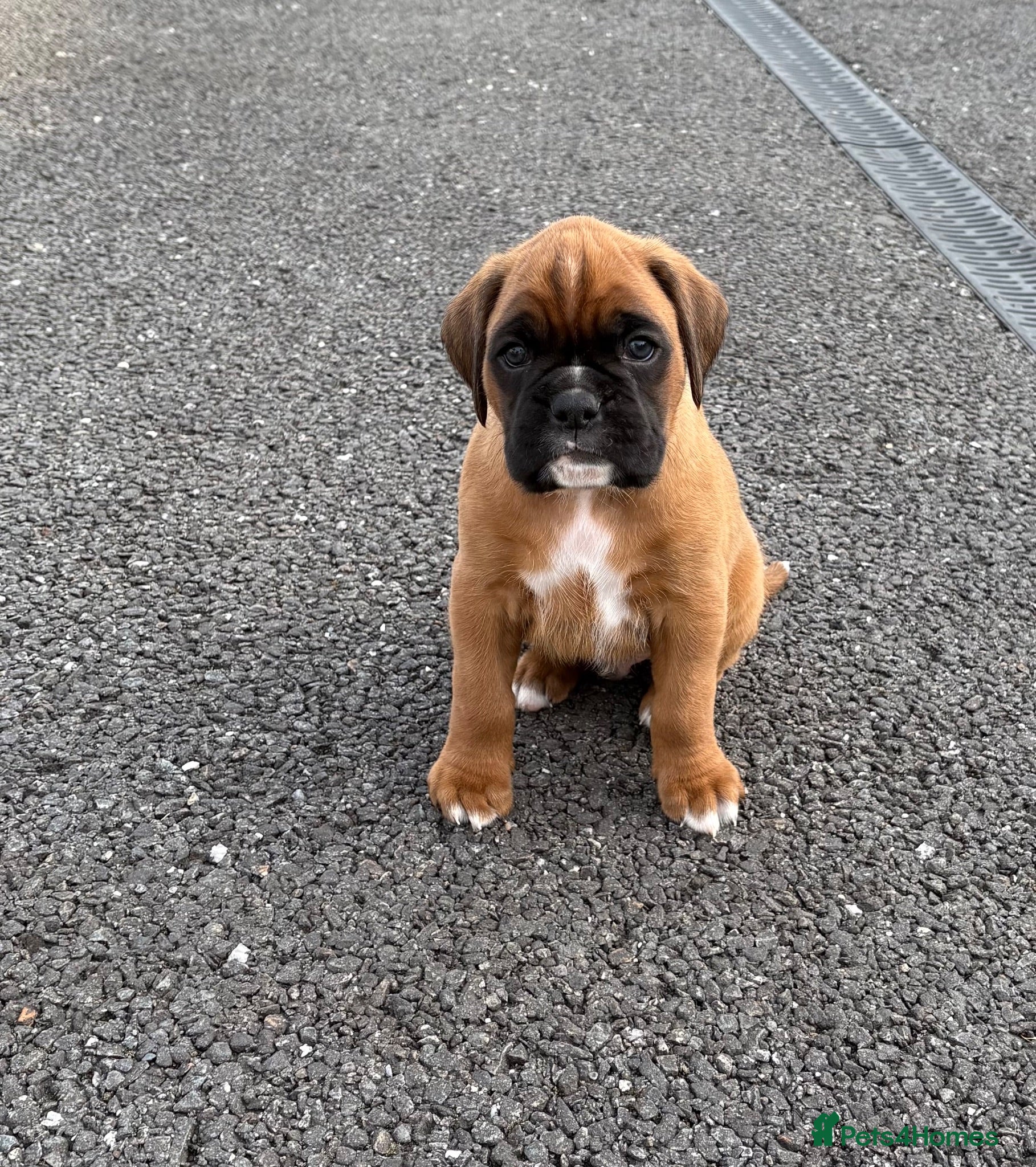 Boxer dogs 5 royal KC reg Boxer pups - Advert 3