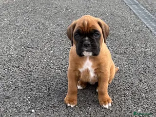 Boxer dogs 5 royal KC reg Boxer pups - Advert 3