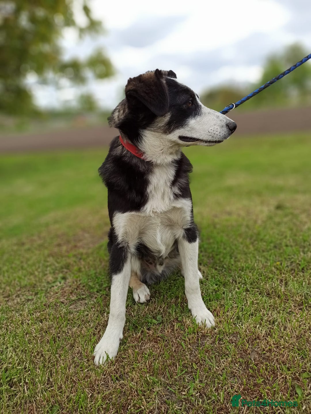 Mixed Breed dogs for adoption: 💙BENNY💙 – Dreams of His First Birthday at Home - Advert 14