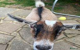 Goats livestock for sale: 2 gorgeous Pygmy whethers for sale  - Image 2