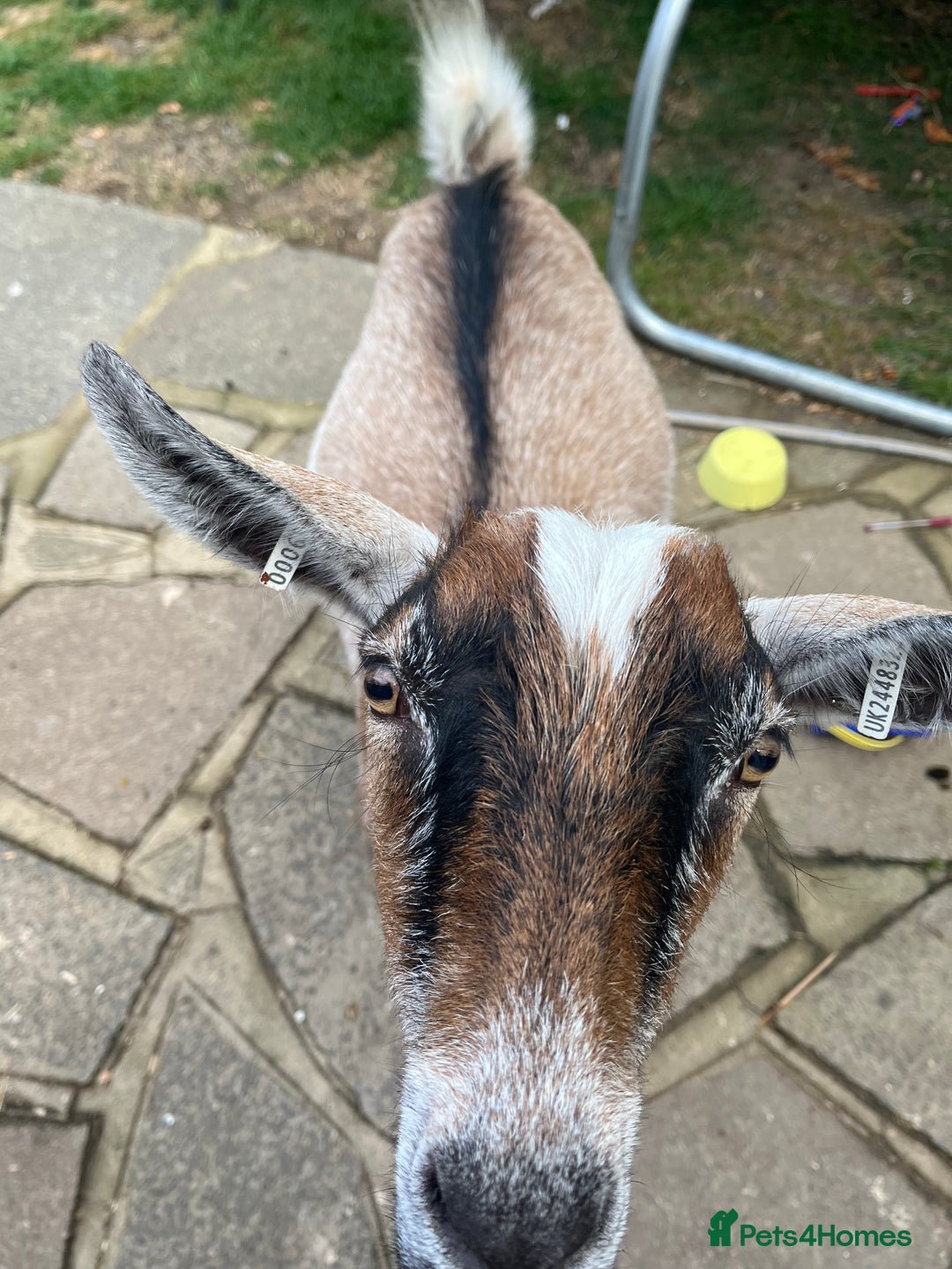 Goats livestock for sale: 2 gorgeous Pygmy whethers for sale  - Image 2