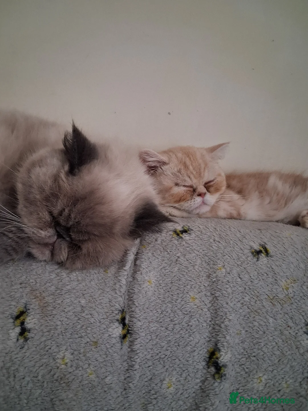 Exotic cats for sale: Exotic shorthair girl - Advert 2