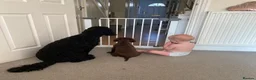 Cockapoo dogs for sale: Brother and sister in need of new home  in Addlestone - Advert 9