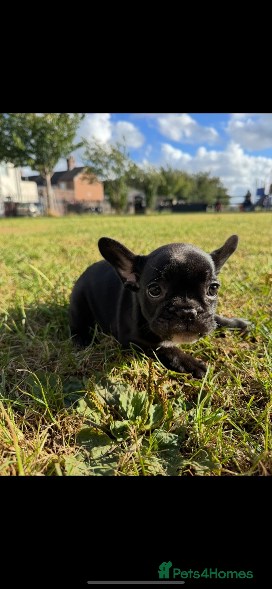 French Bulldog dogs for sale: 2 Adult French bulldogs and 4 Puppies  - Image 13