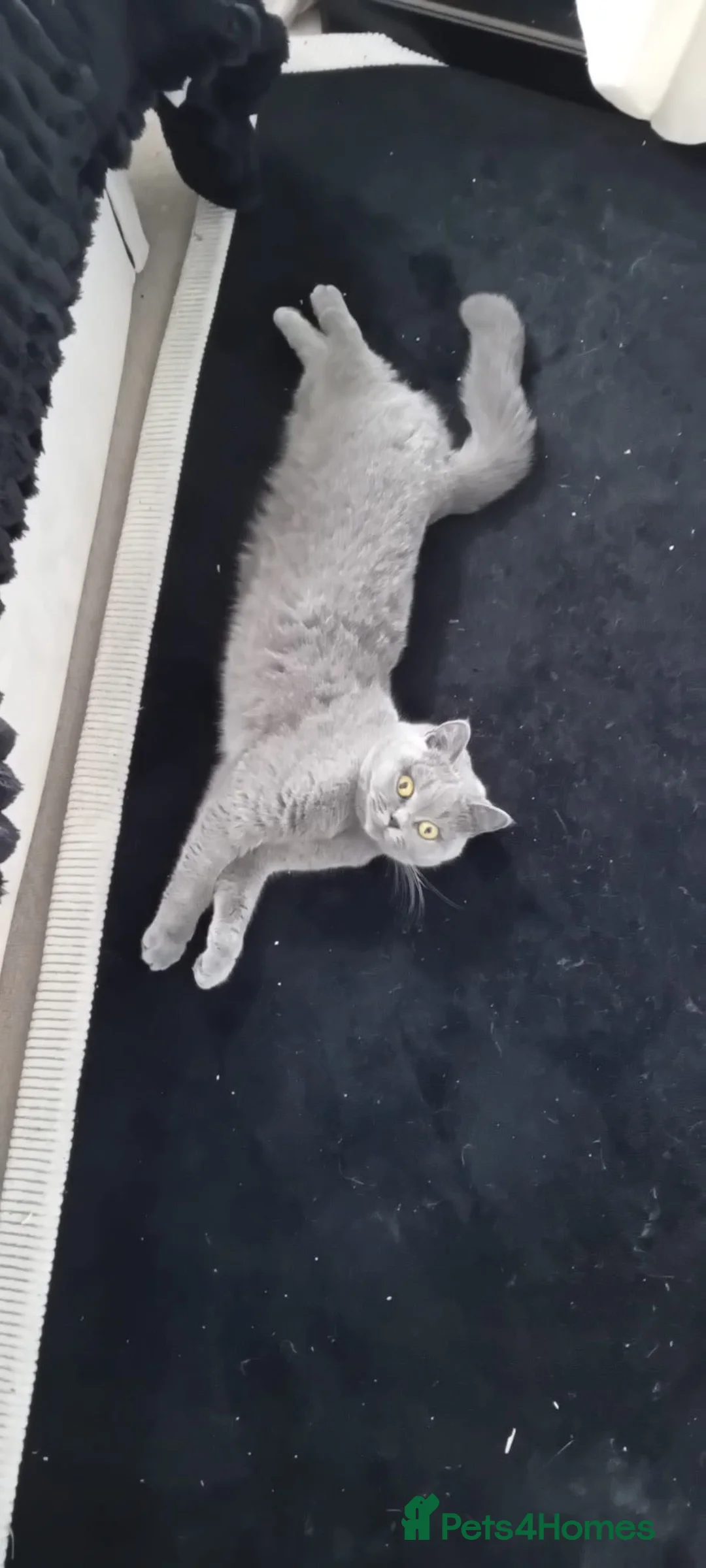 British Shorthair cats for sale: Pure breed blue British short hair Active in London - Advert 6