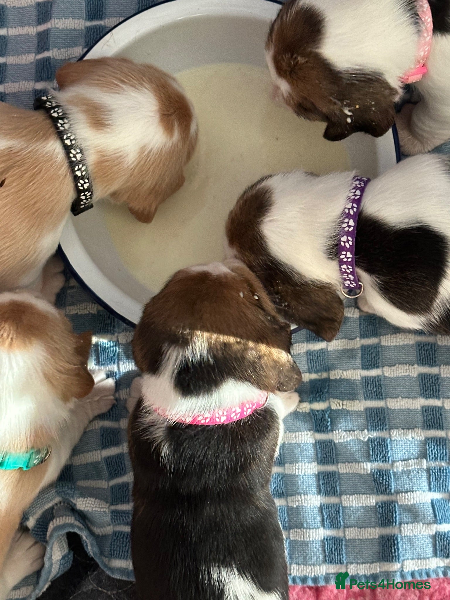 Beagle dogs Beautiful KC registered 5th gen pedigree puppies - Advert 2