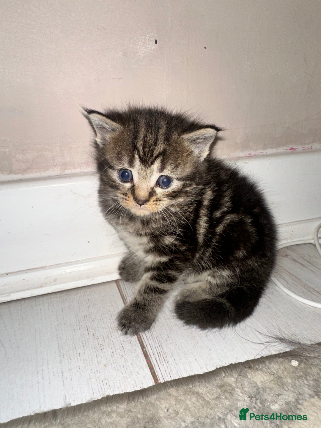 Maine Coon cats for sale: 5 MAINE COON X BABIES FOR SALE  - Advert 21
