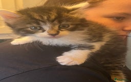 Domestic Shorthair cats for sale: Fluffy kittens - Image 2