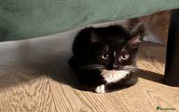 Mixed Breed cats for sale: Adorable Kittens Looking for Their Forever Homes - Image 10