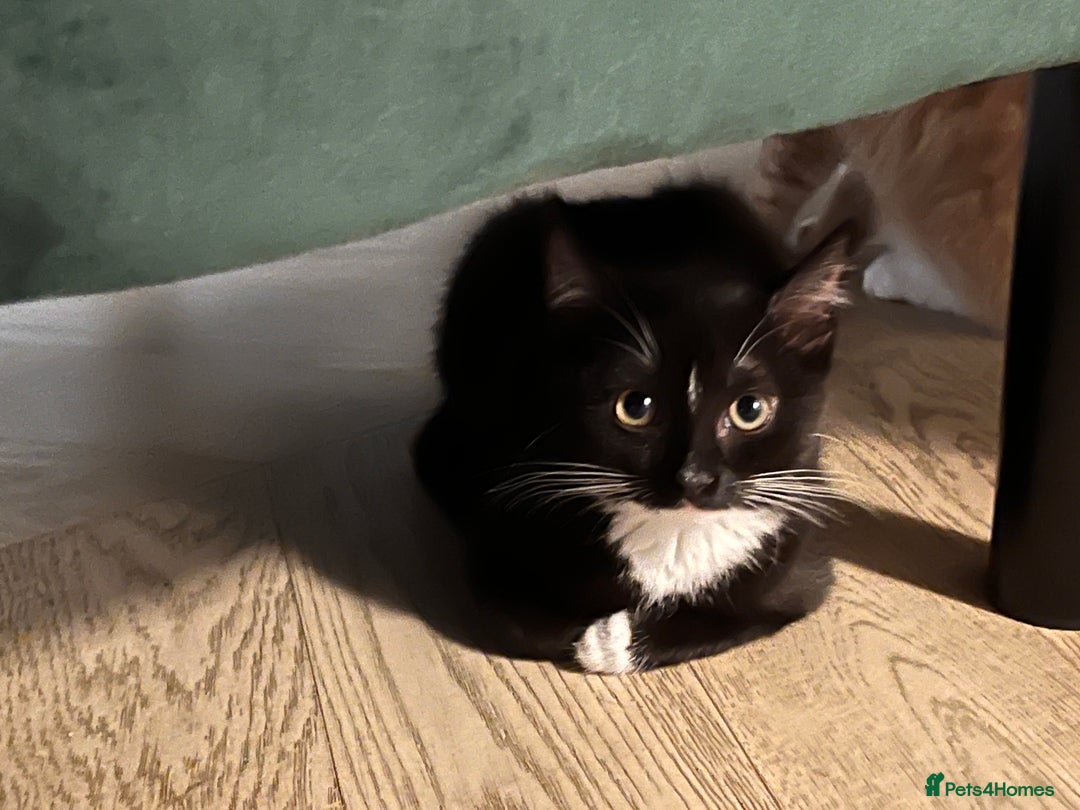 Mixed Breed cats for sale: Adorable Kittens Looking for Their Forever Homes - Image 10
