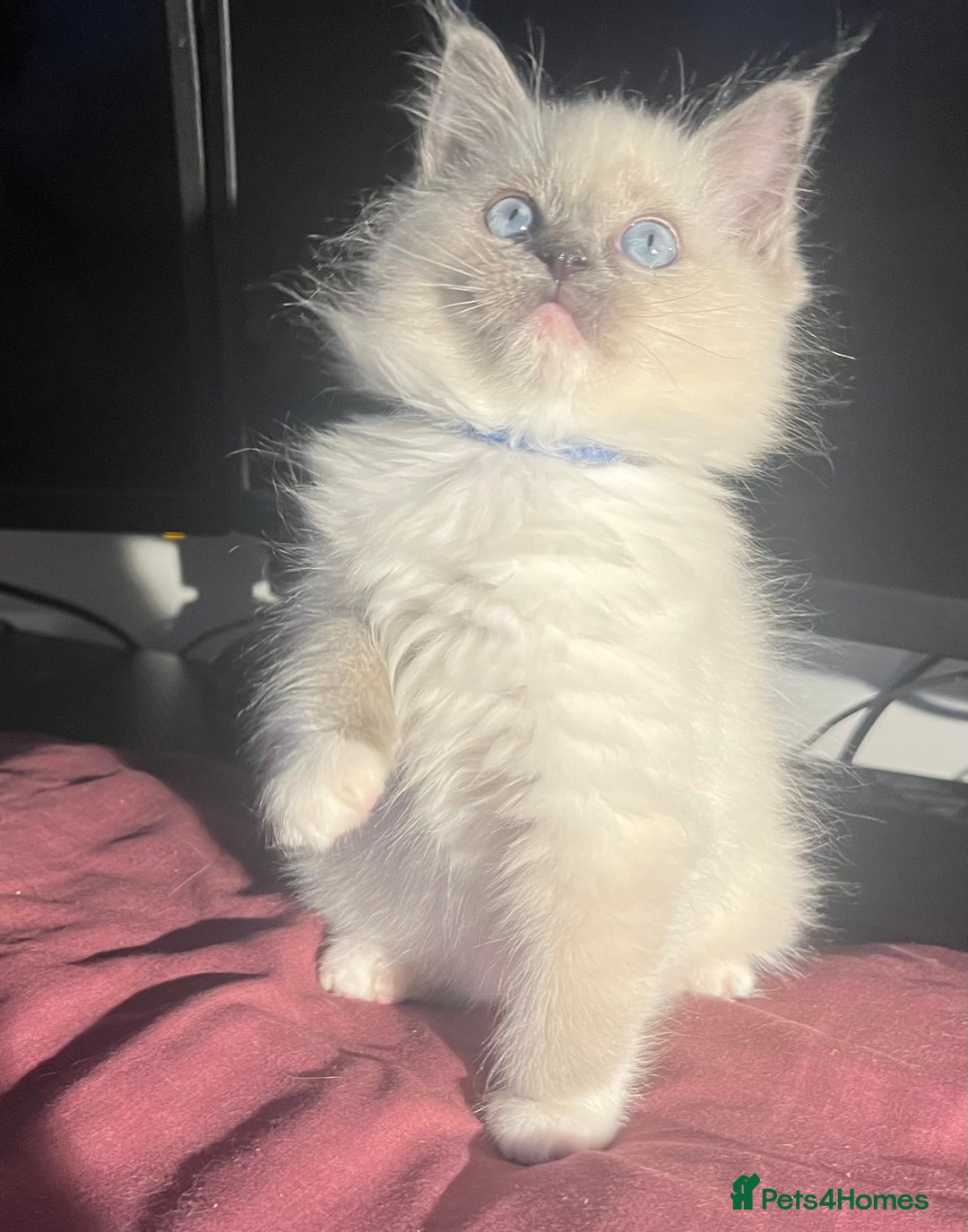 Ragdoll cats for sale: 5 Gorgeous TICA Ragdolls for Sale - Advert 10