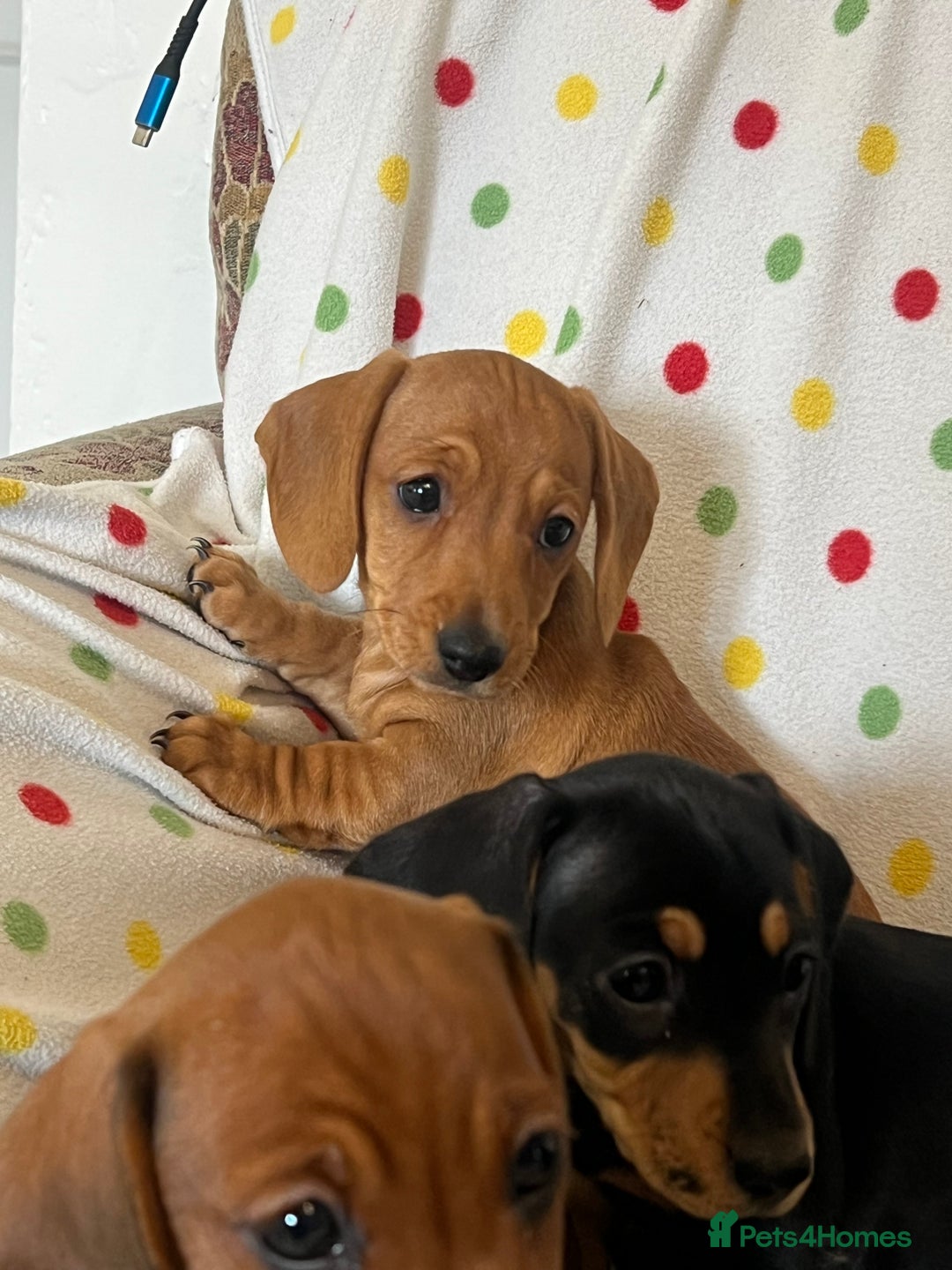 Miniature Dachshund dogs for sale: Miniature dachshund puppies - Image 6