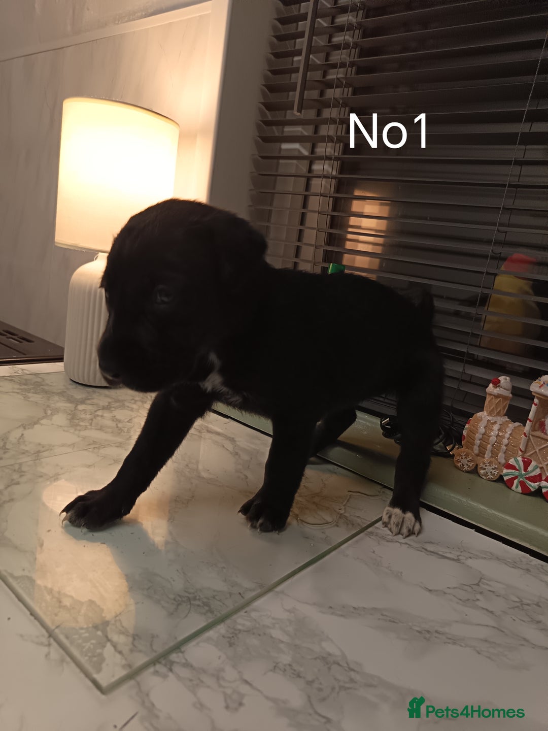 Mixed Breed dogs for sale: Cane Corso x saluki lurcher - Advert 2