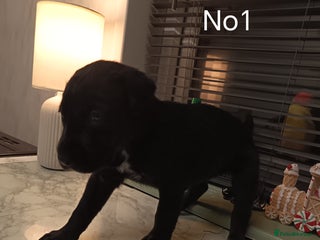 Mixed Breed dogs Cane Corso x saluki lurcher - Advert 5